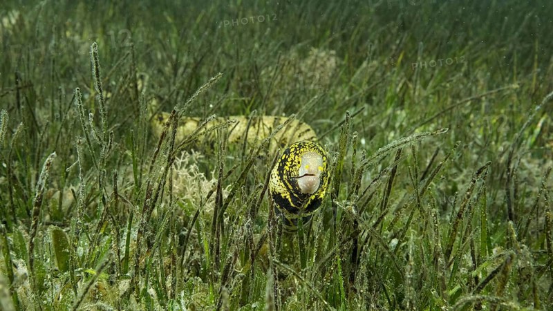 Close-up of Moray slowly swims in green seagrass. Snowflake moray,