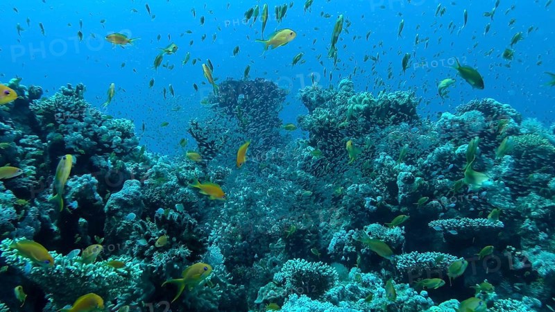 Massive school of Lyretail Anthias,