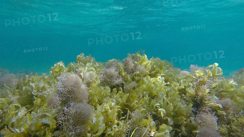 Dense thickets of red algae, brown algae and green seagrass in shallow water in the rays of sunlight. Underwater landscape
