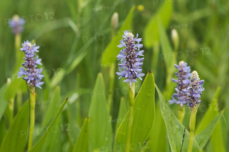 Pickerelweed,