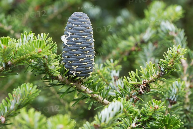 Korean fir,