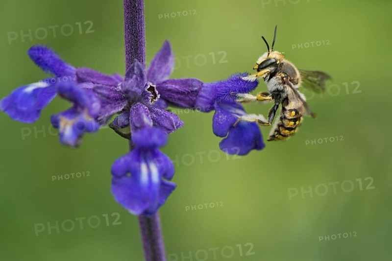 European wool carder bee,