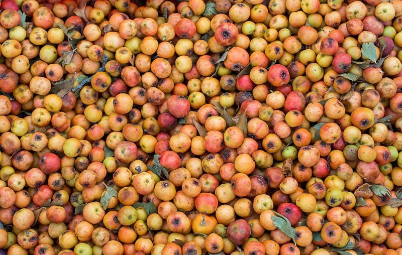 Azarole, mediterranean medlar picked up and sold in market