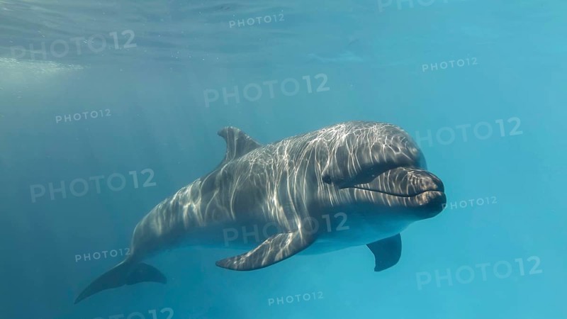 Young curious bottlenose dolphin looks at in the camera and smiles. Dolphin Selfie. Close up. Black sea, Ukraine