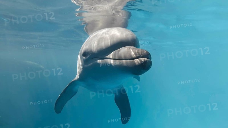 Young curious bottlenose dolphin looks at in the camera and smiles. Dolphin Selfie. Close up. Black sea, Ukraine