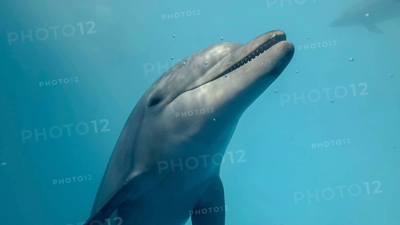 Young curious bottlenose dolphin looks at in the camera and smiles open-mouthed. Dolphin selfies. close up. Black sea, Ukraine