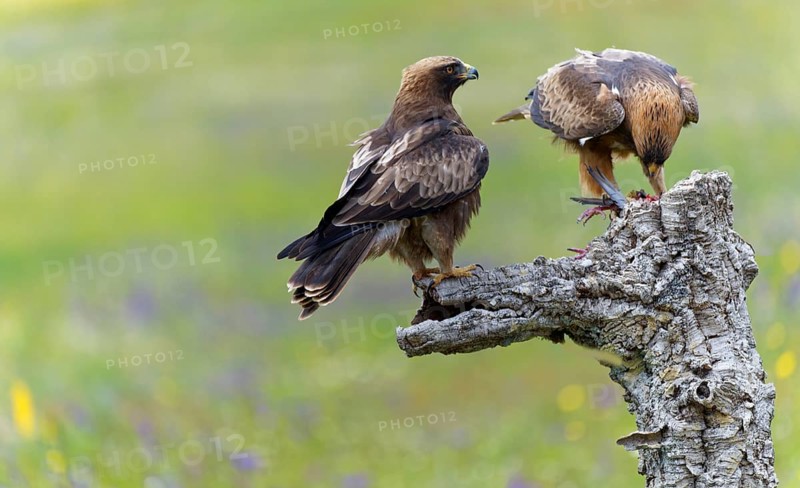Booted Eagle,