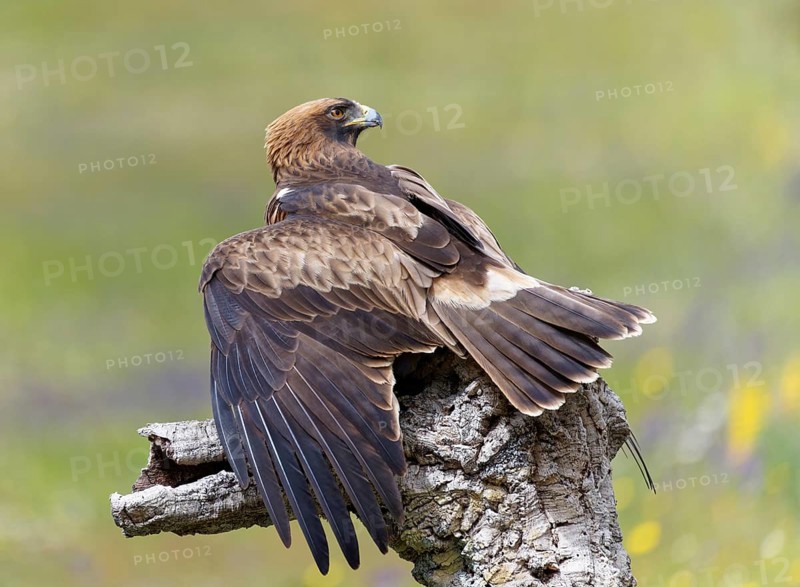 Booted eagle,