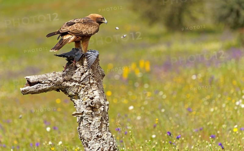 Booted eagle,