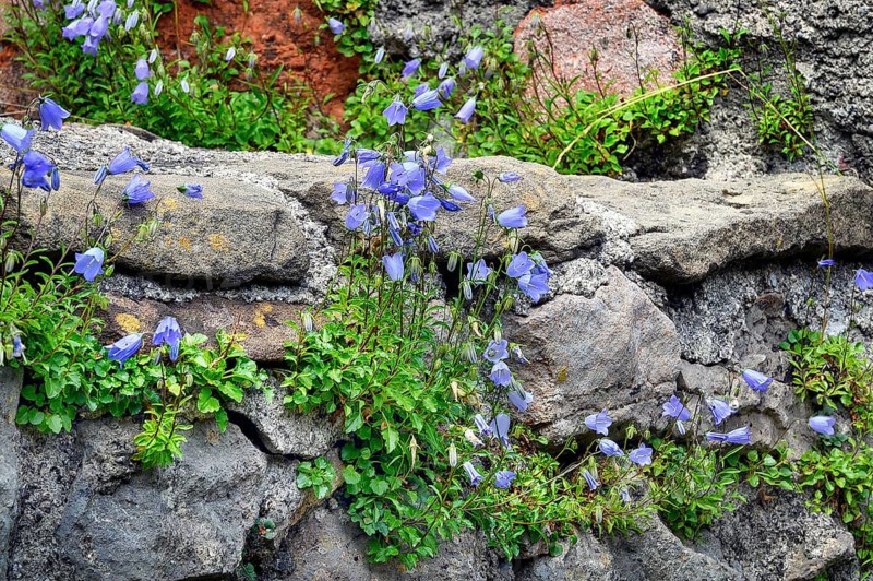 Bearded bellflower,