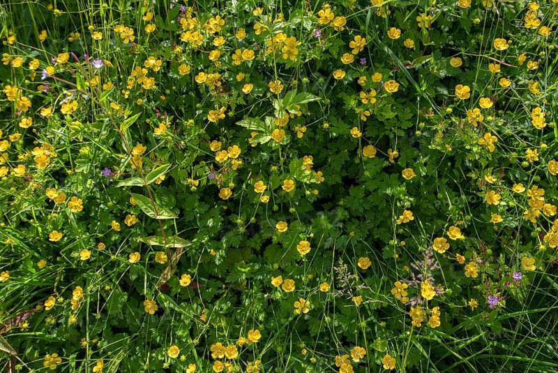 Flowering sitfast,
