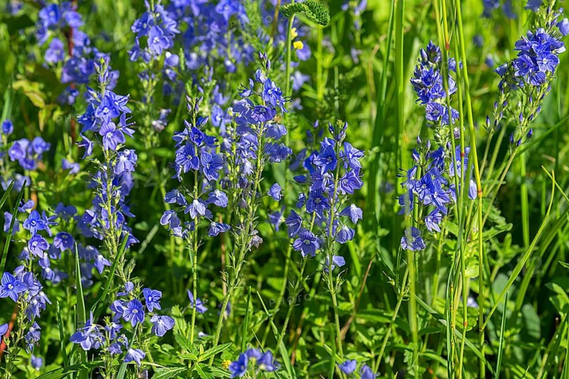 Austrian broadleaf speedwell,