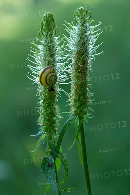 Snail on a withered spike of spiked rampion,