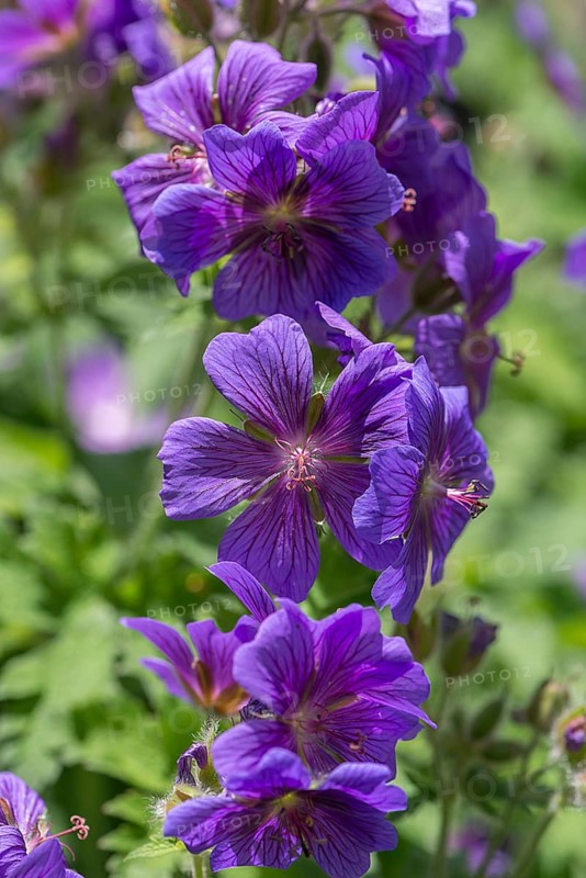 Large-flowered meadow cranesbill,
