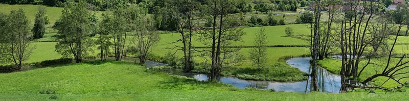 Black alders,