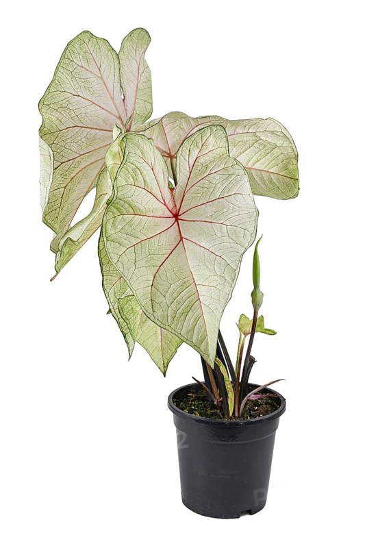 Potted 'Caladium White Queen' houseplant with white leaves and pink veins on white background,