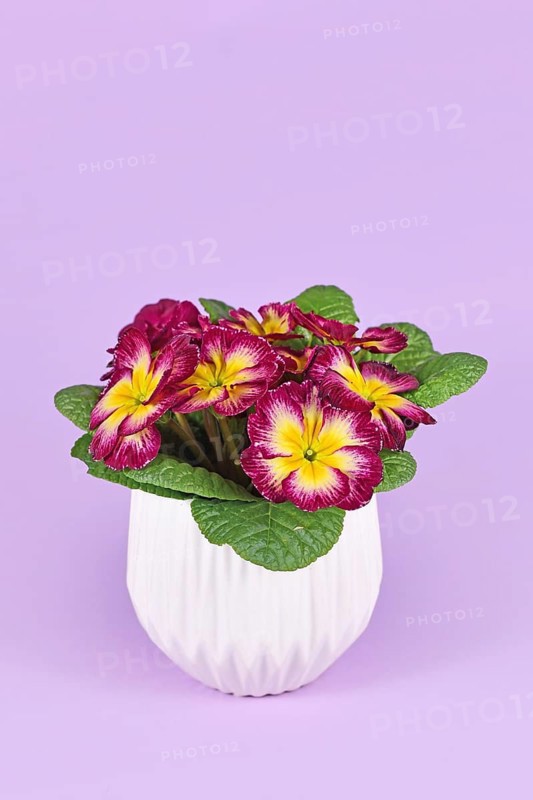 Two colored dark pink 'Primula Acaulis' primrose flowers with yellow middle in flower pot on violet background,