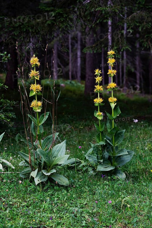 Yellow gentian, Tannheimer Tal