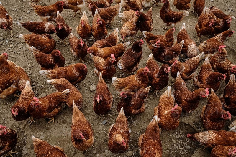 Chickens of an organic free-range farm near Buchendorf in Upper Bavaria, Germany