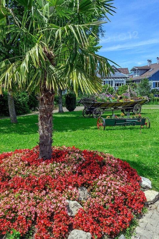 Floral rondel with palm tree and busy lily,