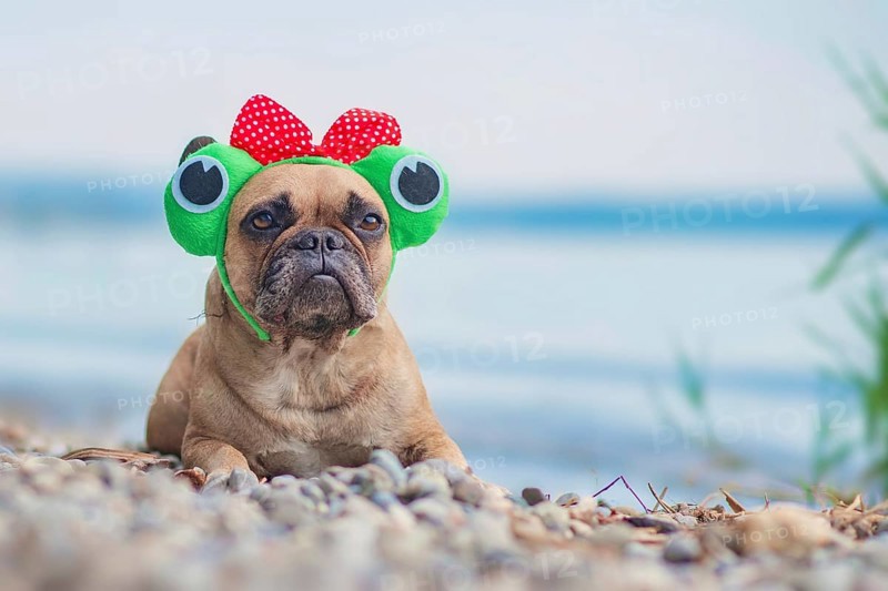 French Bulldog dog wearing funny frog costume headband with ribbon and big eyes lying in front of lake,