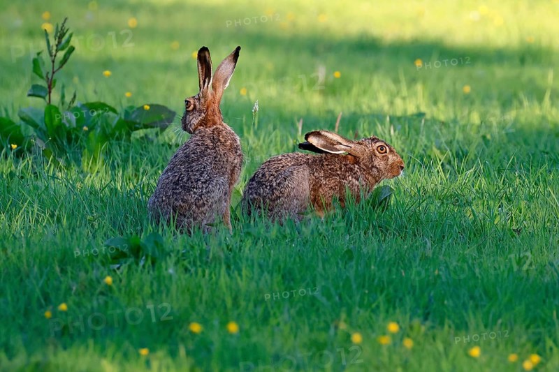 Two European hares,