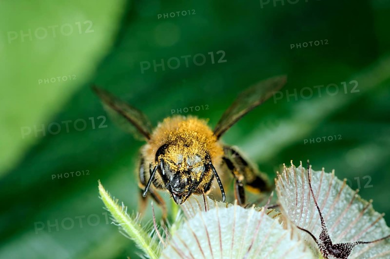 A honey bee,