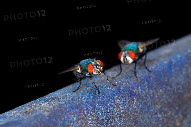 Close-up of two house flies,