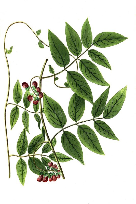 Apios americana ischas, Earth pear