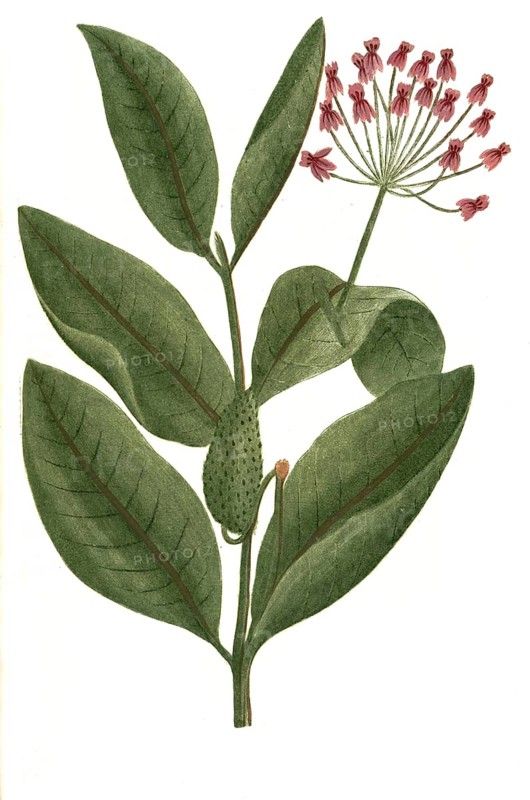 Apocynum, flowers of Apocynum androsaemifolium