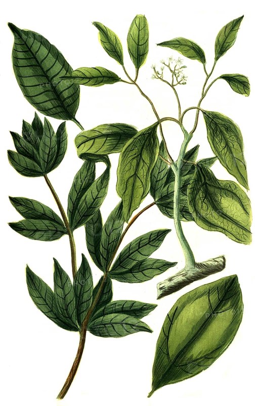 Camphor tree, and incense tree