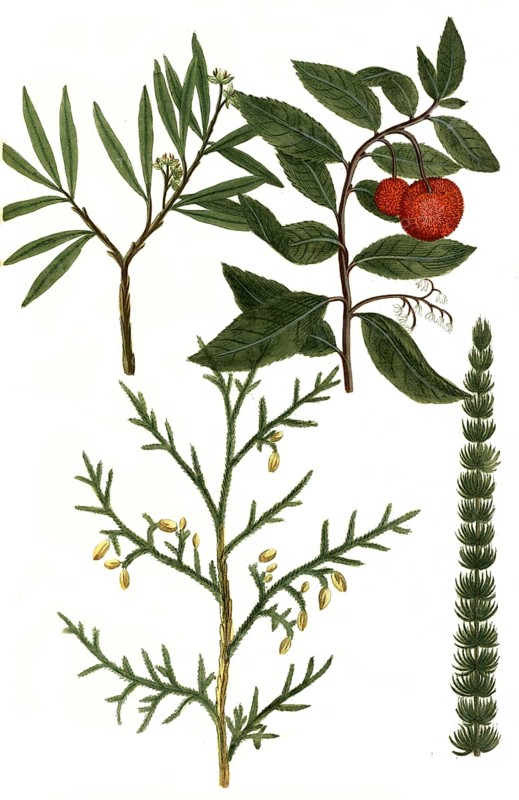 A. Arbor Africana vesicara. b. Arbor vitae, Arbore de parady Madre. Tree of life. c. Arbuscula