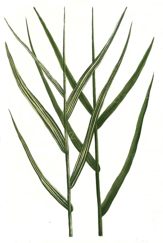 Arundo pratensis and Arundo pratensis variegata, Historic