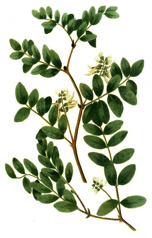 Glaux vulgaris, and Astragalus luteus perennis
