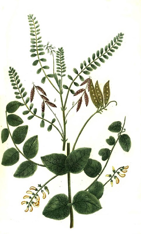 Sylvestris major and Astragalus anuus peregrinus vel sera leguminosa, plant genus in the milkvetch