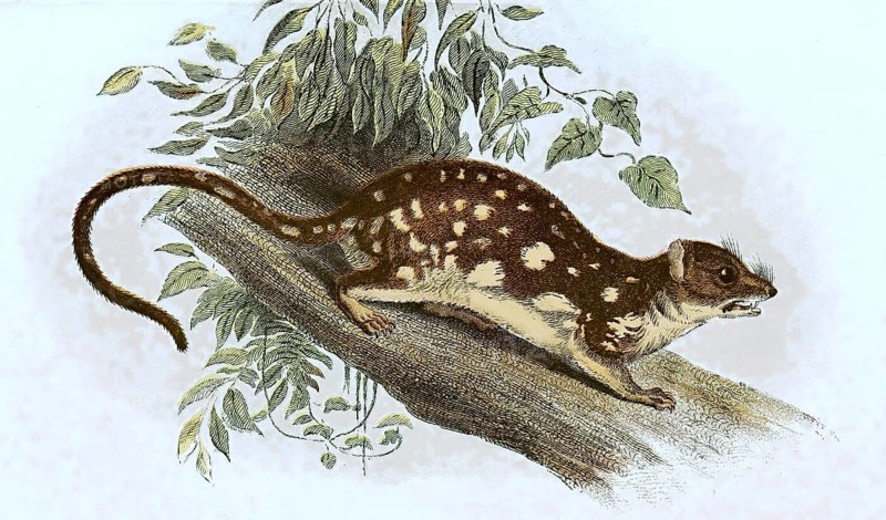 Giant pouched marten or spotted pouched marten,