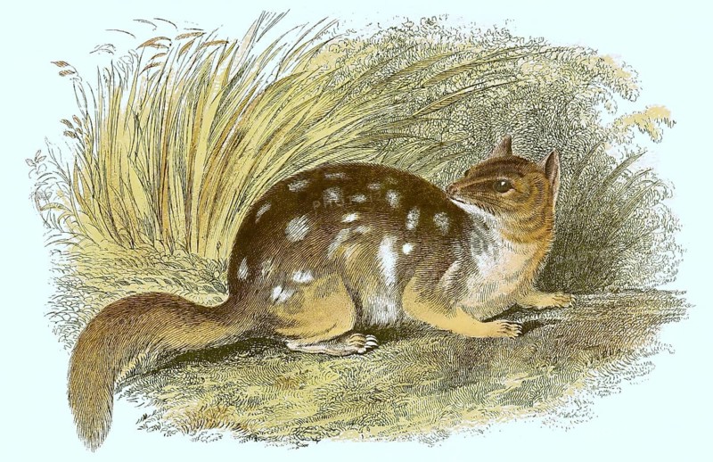 Speckled dasyure,