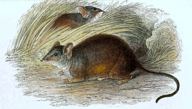 Cape hamster rat, Saccostomus campestris