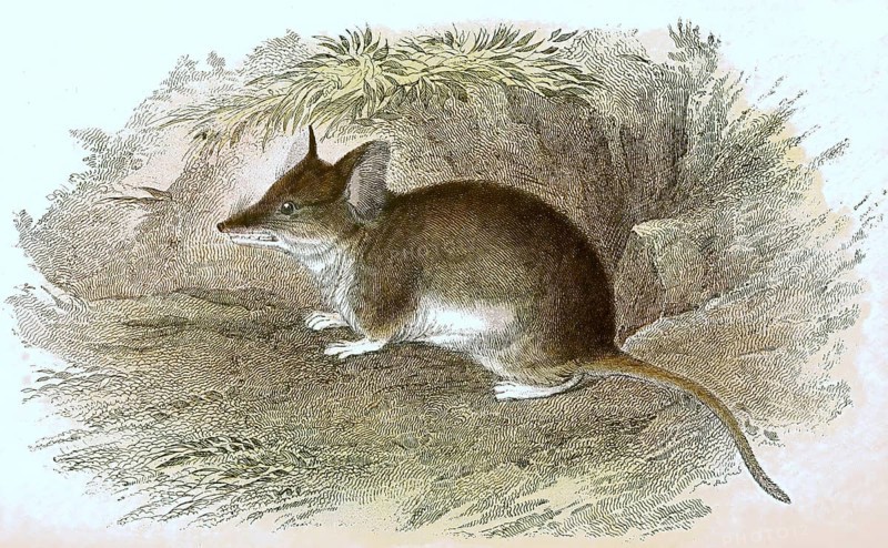 Cape hamster rat, Saccostomus campestris