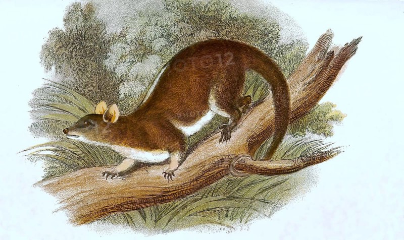 Derby woolly pouched rat, also derby's woolly opossum