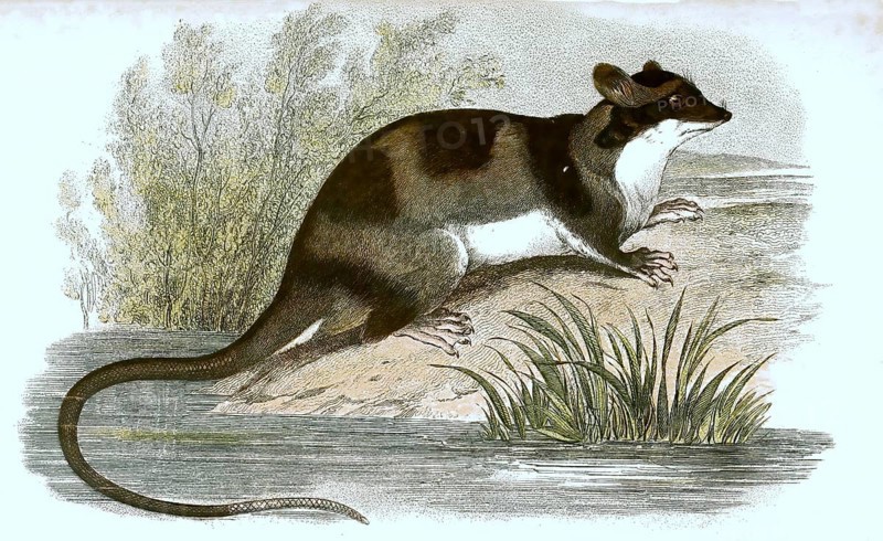 Water opossum,