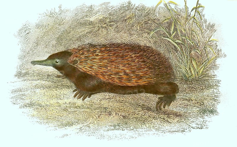 Short-beaked echidna,