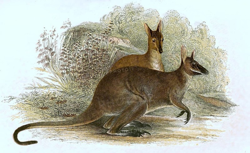 Red-necked wallaby,