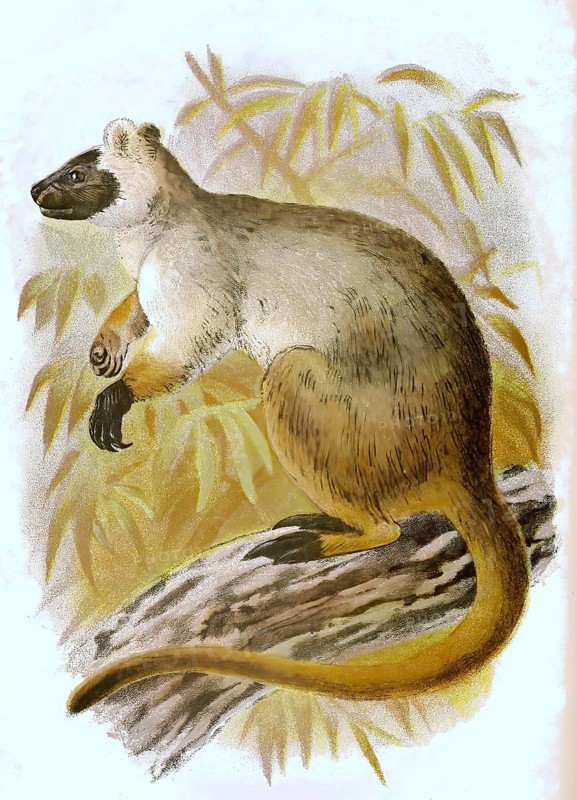Bennett's tree-kangaroo,