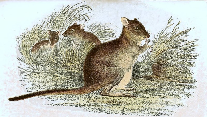 Kangaroo rat,