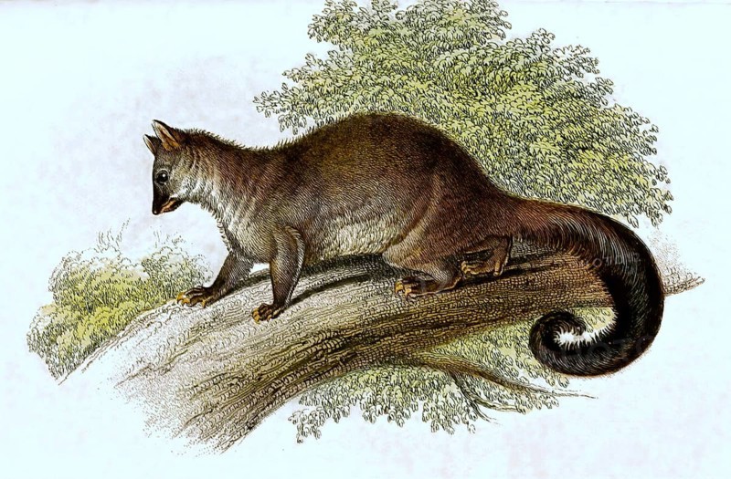 Grey Couscous, also known as northern common cuscus