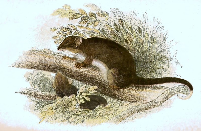 Tasmanian ring-tailed phalanger, digitally restored reproduction of a 19th century original