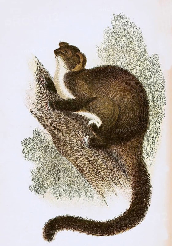 Sugar gliders,