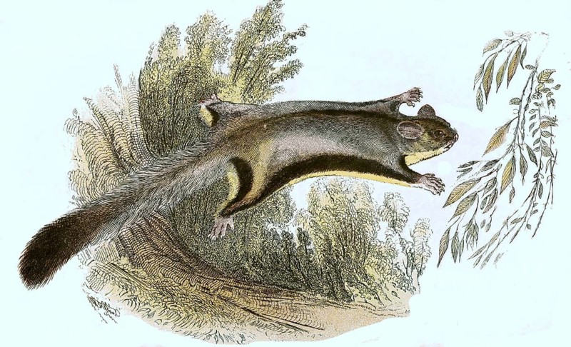 Sugar gliders,