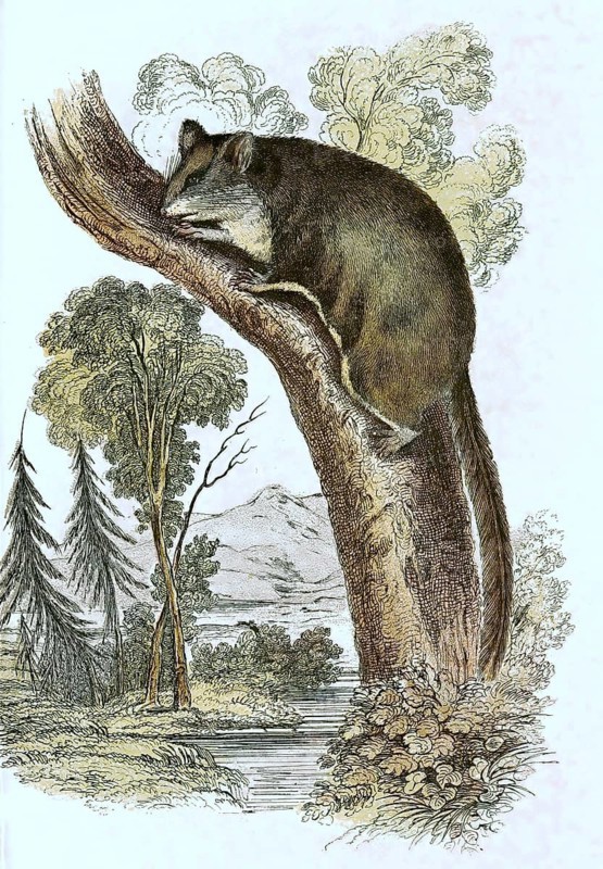 Squirrel glider,
